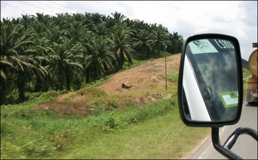 In the last 20 years the area devoted to oil palm cultivation has increased tenfold in the State of Sabah, and oil palms now occupy almost 300,000 hectares of once forested land in the Lower Kinabatangan