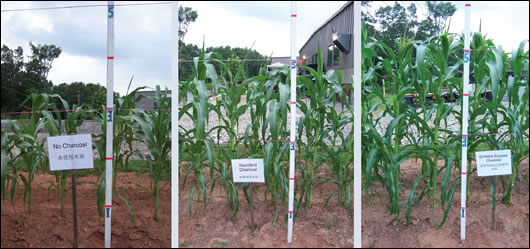 The remarkable impact of crops grown using biochar are shown in these photos from the Eprida facility, with the bio char-fertilised crop growing strongest