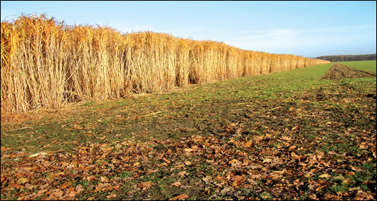 The fast-growing miscanthus, or elephant grass, can produce a high yield of biomass fuel