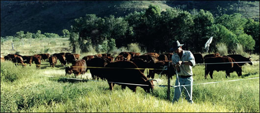 Farming land at Uamby, News South Wales in its original condition and (left) the same land once Holistic Management International’s land reclamation approach had been applied