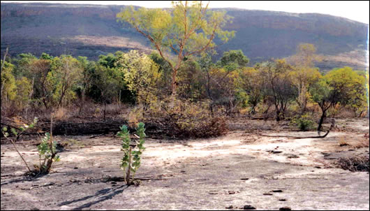 Farming land at Uamby, News South Wales in its original condition