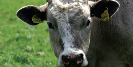 methane from Ireland’s livestock makes up about 13 per cent of Ireland’s greenhouse gas output