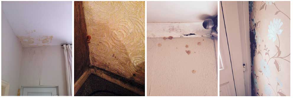 (above) Evidence of water ingress and severe fungal growth inside the properties.