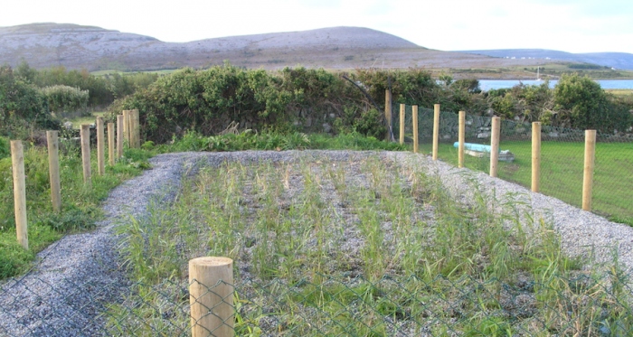 A newly planted reed bed system in County Clare
